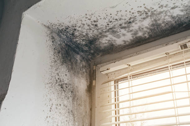 Affordable Black Mold Remediation solutions in Barnesville, MD